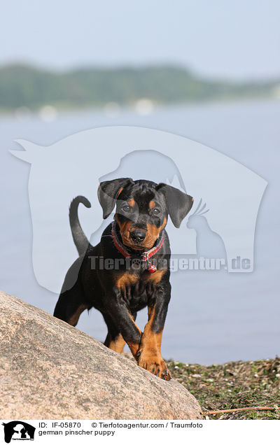 Deutscher Pinscher Welpe / german pinscher puppy / IF-05870