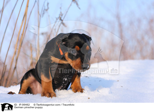 Deutscher Pinscher Welpe / German pinscher puppy / IF-06462