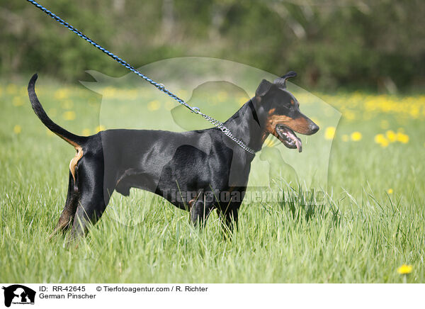 Deutscher Pinscher / German Pinscher / RR-42645