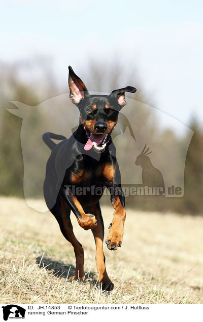 running German Pinscher / JH-14853