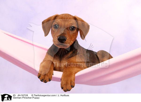 Deutscher Pinscher Welpe / German Pinscher Puppy / JH-16728