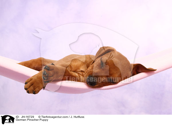 Deutscher Pinscher Welpe / German Pinscher Puppy / JH-16729