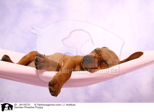 Deutscher Pinscher Welpe / German Pinscher Puppy / JH-16731