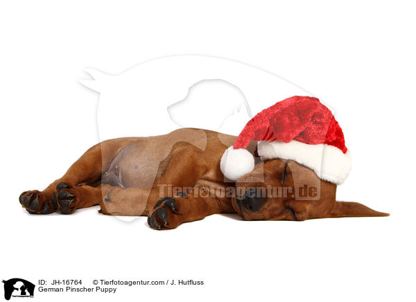 Deutscher Pinscher Welpe / German Pinscher Puppy / JH-16764
