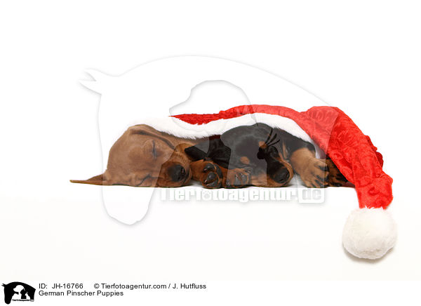 Deutsche Pinscher Welpen / German Pinscher Puppies / JH-16766