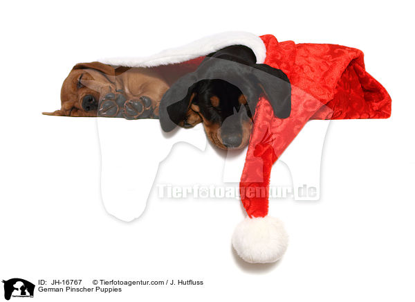 Deutsche Pinscher Welpen / German Pinscher Puppies / JH-16767