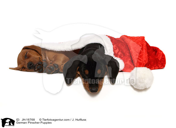 Deutsche Pinscher Welpen / German Pinscher Puppies / JH-16768