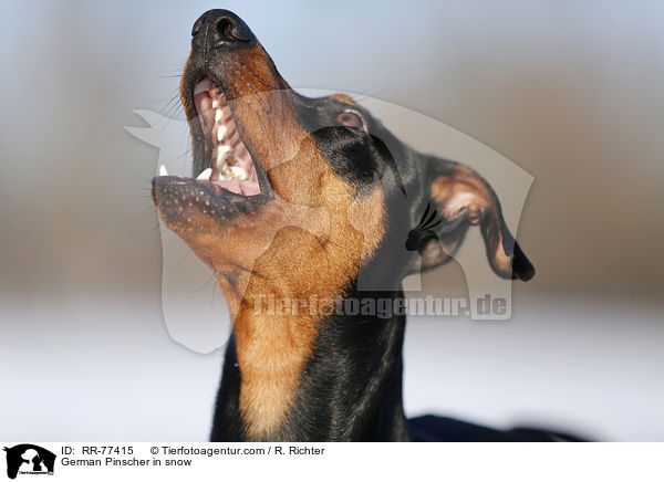 Deutscher Pinscher im Schnee / German Pinscher in snow / RR-77415