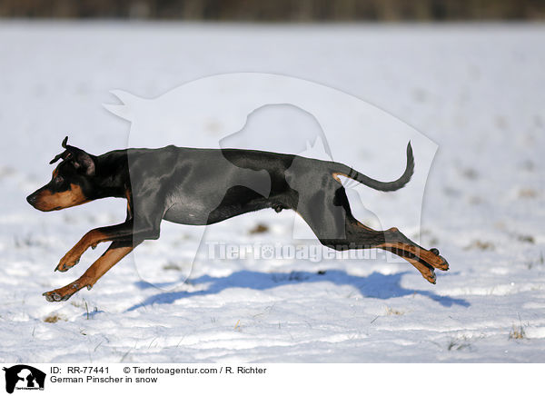 Deutscher Pinscher im Schnee / German Pinscher in snow / RR-77441