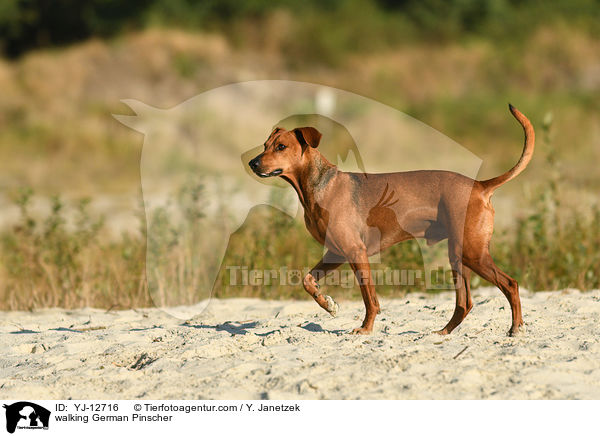 walking German Pinscher / YJ-12716