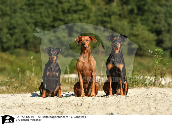 3 German Pinscher / YJ-12719