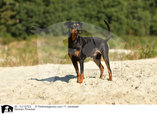 German Pinscher / YJ-12723