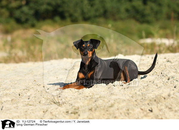 lying German Pinscher / YJ-12724