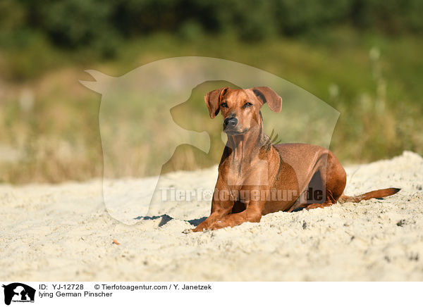 lying German Pinscher / YJ-12728