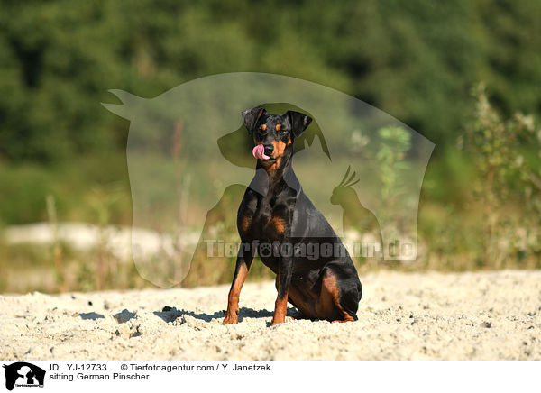 sitting German Pinscher / YJ-12733