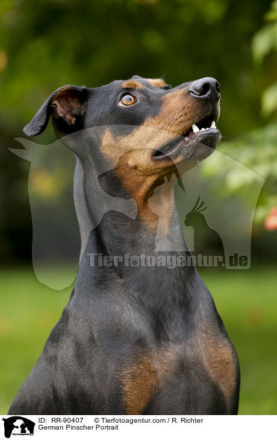 Deutscher Pinscher Portrait / German Pinscher Portrait / RR-90407