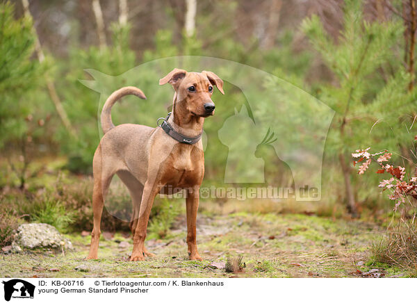 junger Deutscher Pinscher / young German Standard Pinscher / KB-06716