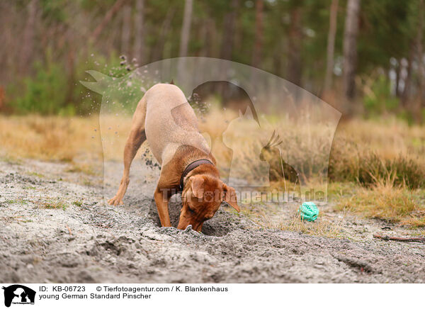 junger Deutscher Pinscher / young German Standard Pinscher / KB-06723