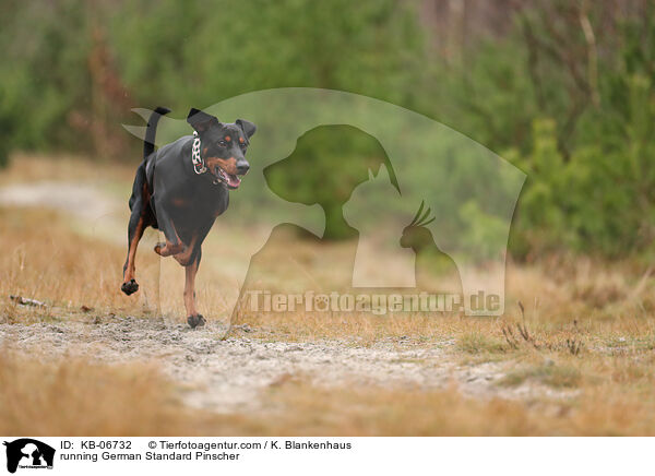 rennender Deutscher Pinscher / running German Standard Pinscher / KB-06732