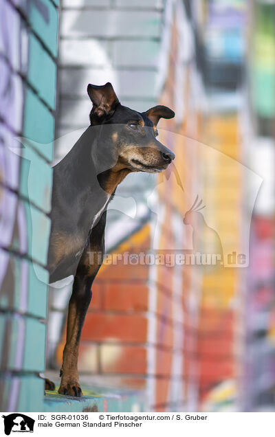 Deutscher Pinscher Rde / male German Standard Pinscher / SGR-01036