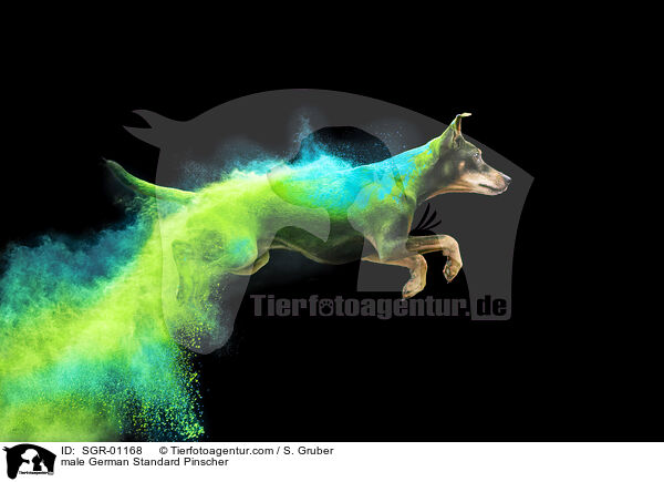 male German Standard Pinscher / SGR-01168