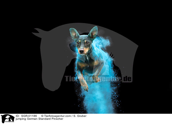 springender Deutscher Pinscher / jumping German Standard Pinscher / SGR-01186