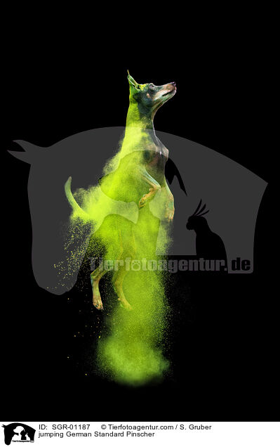 springender Deutscher Pinscher / jumping German Standard Pinscher / SGR-01187