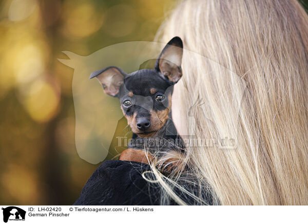 Deutscher Pinscher / German Pinscher / LH-02420
