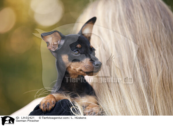 Deutscher Pinscher / German Pinscher / LH-02421