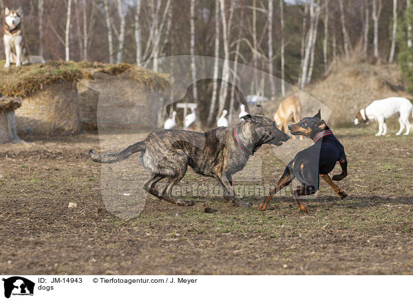 Hunde / dogs / JM-14943