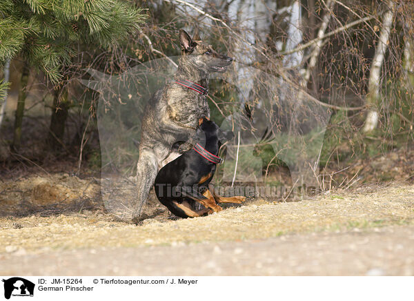 German Pinscher / JM-15264