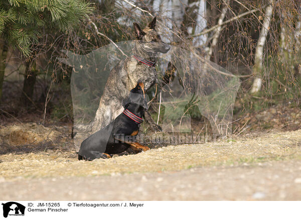 Deutscher Pinscher / German Pinscher / JM-15265