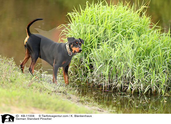 Deutscher Pinscher / German Standard Pinscher / KB-11008