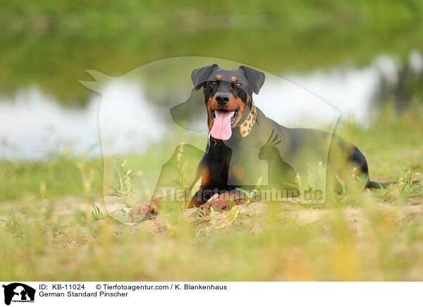 Deutscher Pinscher / German Standard Pinscher / KB-11024