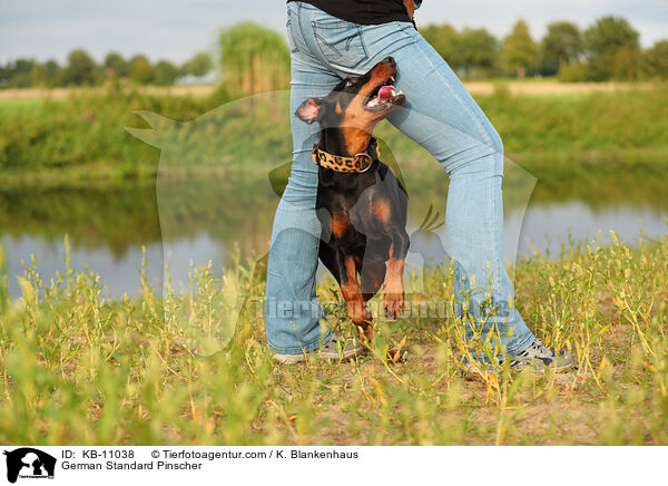 Deutscher Pinscher / German Standard Pinscher / KB-11038