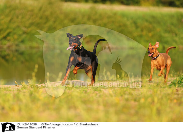 Deutsche Pinscher / German Standard Pinscher / KB-11058