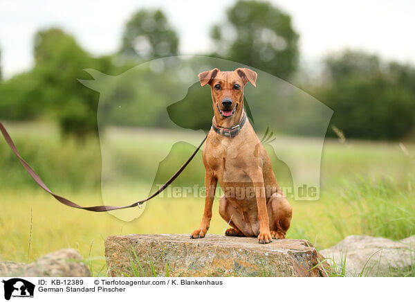 Deutscher Pinscher / German Standard Pinscher / KB-12389