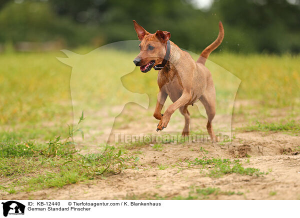 Deutscher Pinscher / German Standard Pinscher / KB-12440