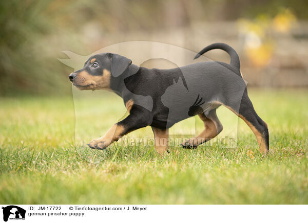 Deutscher Pinscher Welpe / german pinscher puppy / JM-17722