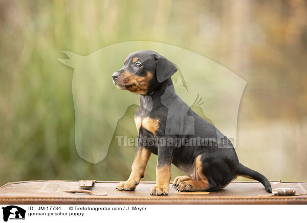 Deutscher Pinscher Welpe / german pinscher puppy / JM-17734