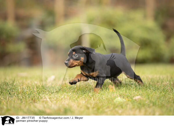 Deutscher Pinscher Welpe / german pinscher puppy / JM-17735