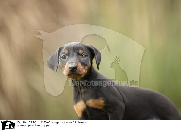 Deutscher Pinscher Welpe / german pinscher puppy / JM-17740