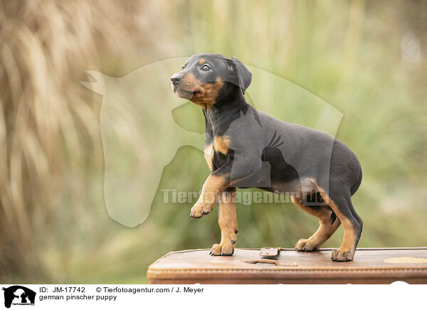 Deutscher Pinscher Welpe / german pinscher puppy / JM-17742