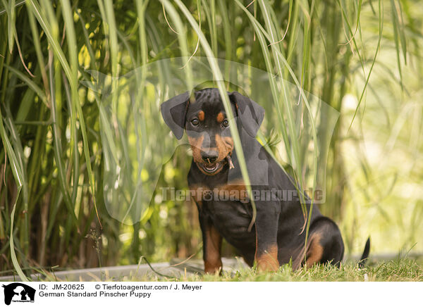 Deutscher Pinscher  Welpe / German Standard Pinscher Puppy / JM-20625
