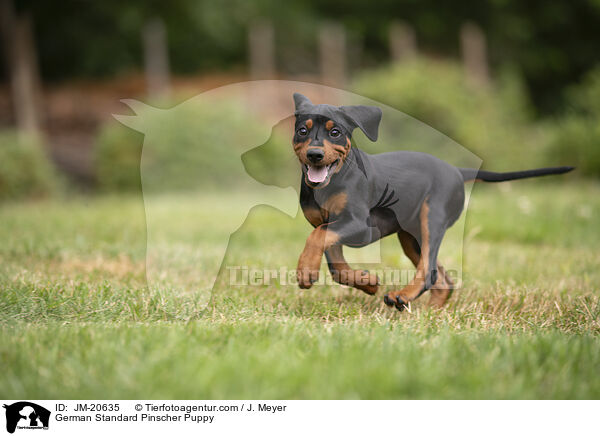 Deutscher Pinscher  Welpe / German Standard Pinscher Puppy / JM-20635