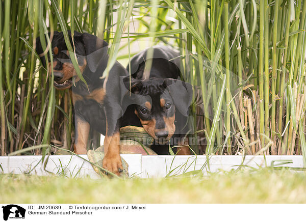 Deutsche Pinscher / German Standard Pinscher / JM-20639