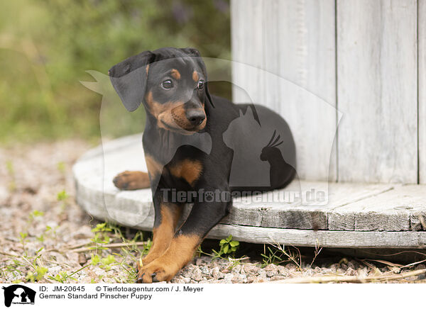German Standard Pinscher Puppy / JM-20645