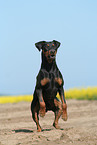 German Pinscher