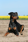 German Pinscher