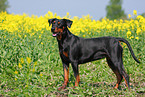 german pinscher